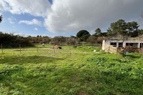 Farm i Palmela, Setubal, Palmela - € 395.000 | Ref: 841519 - foto 3