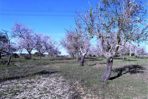 Helårsgrund i Guia, Faro, Guia - € 750.000 | Ref: STC2449 - foto 2