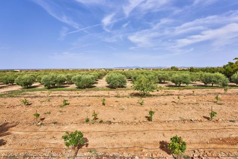 Finca i Campos, Mallorca, Campos - € 2.990.000 | Ref: 3488 - foto 7