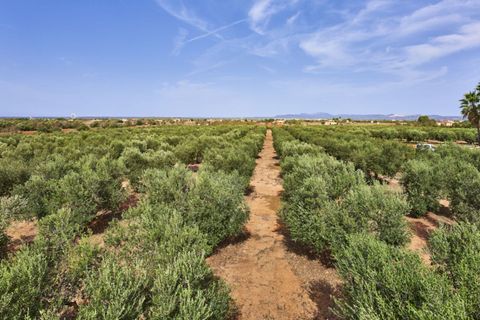 Finca i Campos, Mallorca, Campos - € 2.990.000 | Ref: 3488 - foto 8