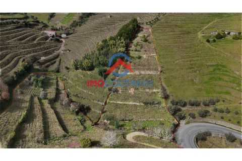 Farm i Moimenta da Beira, Viseu, Moimenta da Beira - € 100.000 | Ref: MAS_51 - foto 2