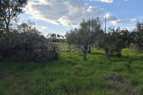 Terra a Nisa, Portalegre, Nisa - € 27.500 | Ref: 102260043 - foto 3