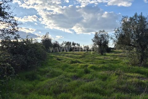 Terra a Nisa, Portalegre, Nisa - € 27.500 | Ref: 102260043 - foto 4