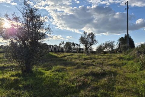 Terra a Nisa, Portalegre, Nisa - € 27.500 | Ref: 102260043 - foto 5