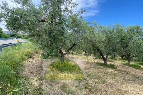 Helårsgrund i Cupello, Chieti, Cupello - € 18.000 | Ref: 514ST - foto 3