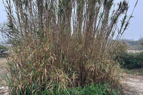 Helårsgrund i Peniche, Leiria, Peniche - € 120.000 | Ref: 831549 - foto 9