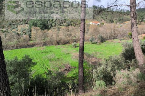 Helårsgrund i Castelo Branco, Castelo Branco, Castelo Branco - € 11.500 | Ref: 5785/EG - foto 12