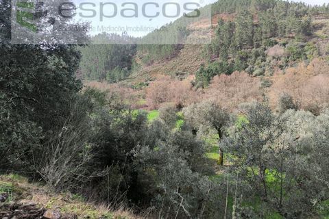 Helårsgrund i Castelo Branco, Castelo Branco, Castelo Branco - € 11.500 | Ref: 5785/EG - foto 14