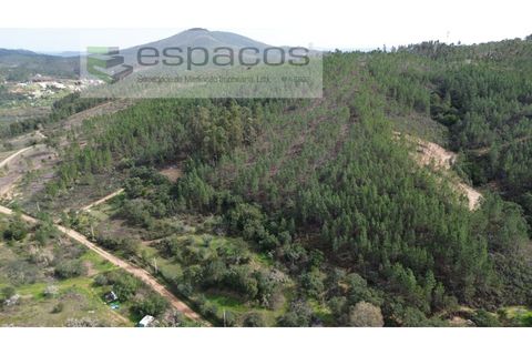 Helårsgrund i Castelo Branco, Castelo Branco, Castelo Branco - € 15.000 | Ref: 5784/EG - foto 3