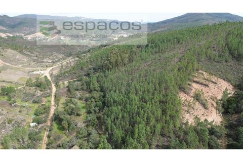 Helårsgrund i Castelo Branco, Castelo Branco, Castelo Branco - € 15.000 | Ref: 5784/EG - foto 4