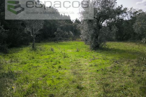 Helårsgrund i Castelo Branco, Castelo Branco, Castelo Branco - € 15.000 | Ref: 5784/EG - foto 7