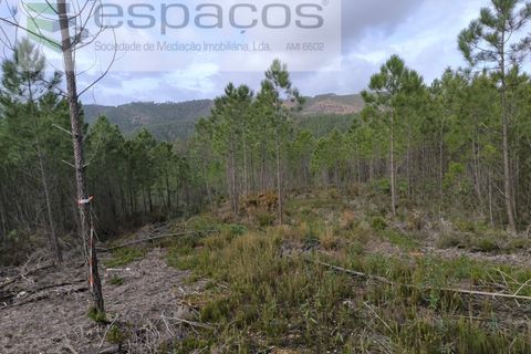 Helårsgrund i Castelo Branco, Castelo Branco, Castelo Branco - € 15.000 | Ref: 5784/EG - foto 10