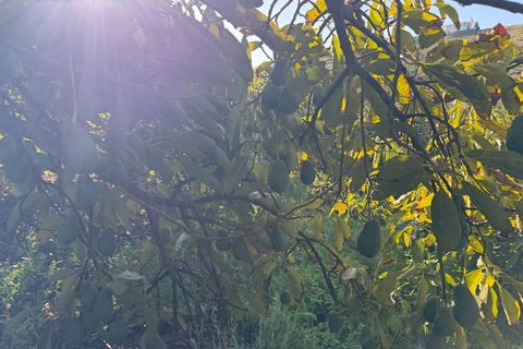 Landejendom i Competa, Malaga, Competa - € 1.100.000 | Ref: MLH972 - foto 45