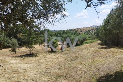 Tomt i Montargil, Portalegre, Montargil - € 140 000 | Ref: KWPT-002808 - foto 3