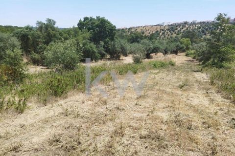 Tomt i Montargil, Portalegre, Montargil - € 140 000 | Ref: KWPT-002808 - foto 11