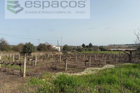 Terra a Fundao, Castelo Branco, Fundao - € 46.000 | Ref: 5508/CP-AF - foto 18