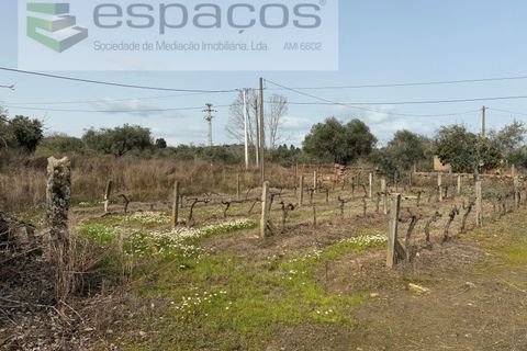 Terra a Fundao, Castelo Branco, Fundao - € 46.000 | Ref: 5508/CP-AF - foto 19
