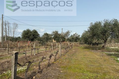 Terra a Fundao, Castelo Branco, Fundao - € 46.000 | Ref: 5508/CP-AF - foto 21