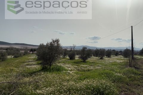 Terra a Fundao, Castelo Branco, Fundao - € 46.000 | Ref: 5508/CP-AF - foto 23