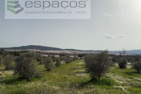 Terra a Fundao, Castelo Branco, Fundao - € 46.000 | Ref: 5508/CP-AF - foto 24