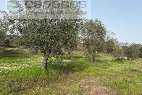 Terra a Fundao, Castelo Branco, Fundao - € 46.000 | Ref: 5508/CP-AF - foto 35
