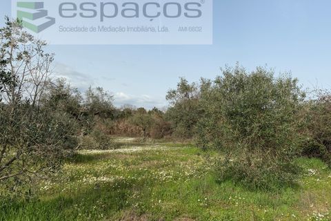 Terra a Fundao, Castelo Branco, Fundao - € 46.000 | Ref: 5508/CP-AF - foto 41