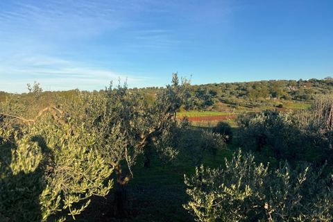 Helårsgrund i Ostuni, Brindisi, Ostuni - € 85.000 | Ref: 357 - foto 9