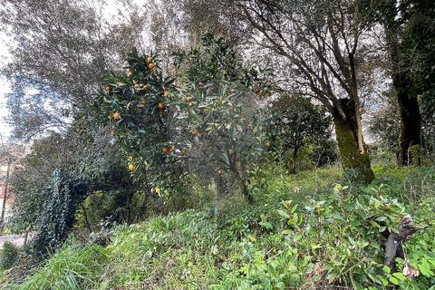 Villa a Ponte da Barca, Viana do Castelo, Ponte da Barca - € 130.000 | Ref: 123331167-595 - foto 24
