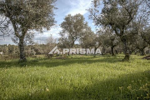 Helårsgrund i Castelo Branco, Castelo Branco, Castelo Branco - € 21.500 | Ref: PP4723 - foto 1
