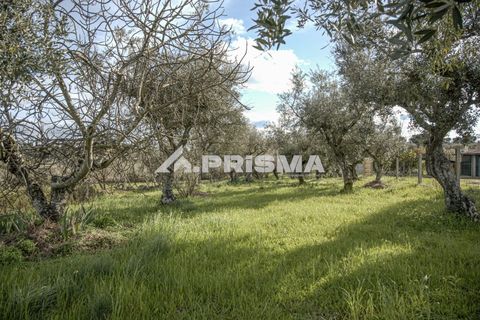 Helårsgrund i Castelo Branco, Castelo Branco, Castelo Branco - € 21.500 | Ref: PP4723 - foto 3