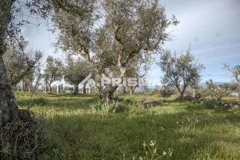 Helårsgrund i Castelo Branco, Castelo Branco, Castelo Branco - € 21.500 | Ref: PP4723 - foto 5