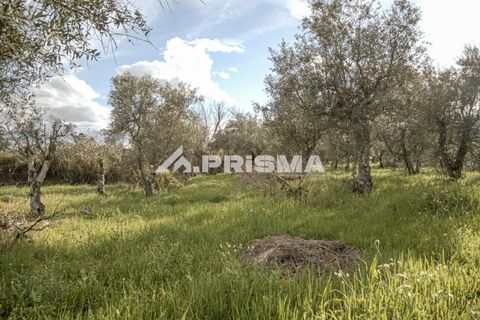 Helårsgrund i Castelo Branco, Castelo Branco, Castelo Branco - € 21.500 | Ref: PP4723 - foto 6