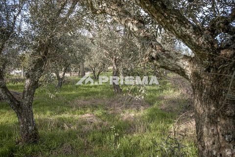 Helårsgrund i Castelo Branco, Castelo Branco, Castelo Branco - € 21.500 | Ref: PP4723 - foto 7
