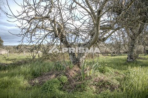 Helårsgrund i Castelo Branco, Castelo Branco, Castelo Branco - € 21.500 | Ref: PP4723 - foto 8