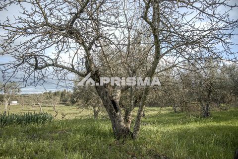 Helårsgrund i Castelo Branco, Castelo Branco, Castelo Branco - € 21.500 | Ref: PP4723 - foto 9