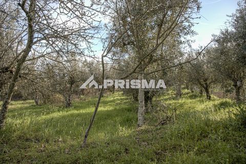 Helårsgrund i Castelo Branco, Castelo Branco, Castelo Branco - € 21.500 | Ref: PP4723 - foto 10