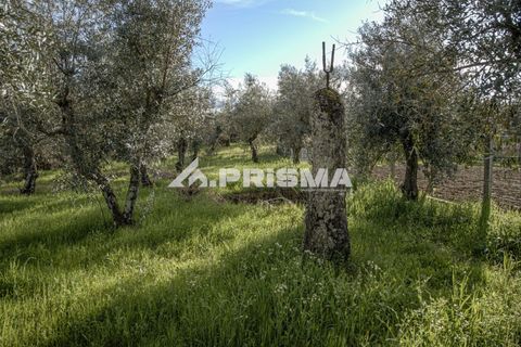 Helårsgrund i Castelo Branco, Castelo Branco, Castelo Branco - € 21.500 | Ref: PP4723 - foto 11
