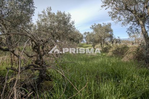 Helårsgrund i Castelo Branco, Castelo Branco, Castelo Branco - € 21.500 | Ref: PP4723 - foto 15