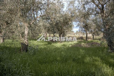 Helårsgrund i Castelo Branco, Castelo Branco, Castelo Branco - € 21.500 | Ref: PP4723 - foto 21