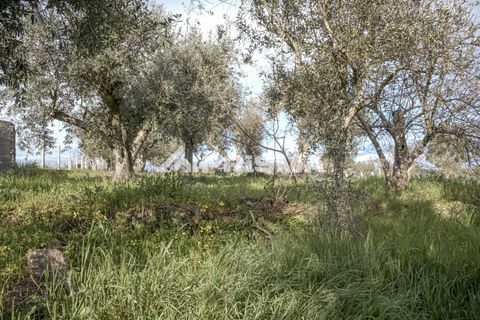 Helårsgrund i Castelo Branco, Castelo Branco, Castelo Branco - € 21.500 | Ref: PP4723 - foto 22