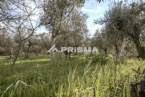 Helårsgrund i Castelo Branco, Castelo Branco, Castelo Branco - € 21.500 | Ref: PP4723 - foto 24
