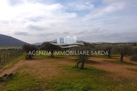 Tomt i Alghero, Sassari, Alghero - € 190 000 | Ref: SAS52 - foto 2