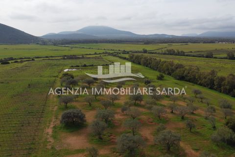 Tomt i Alghero, Sassari, Alghero - € 190 000 | Ref: SAS52 - foto 3