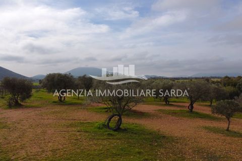 Tomt i Alghero, Sassari, Alghero - € 190 000 | Ref: SAS52 - foto 4