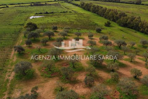 Tomt i Alghero, Sassari, Alghero - € 190 000 | Ref: SAS52 - foto 8