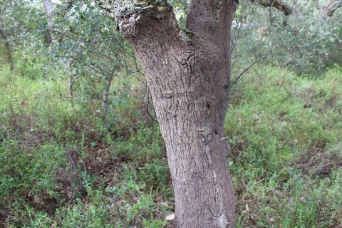 Helårsgrund i Borba, Evora, Borba - € 67.500 | Ref: ALT002/046/2026 - foto 7