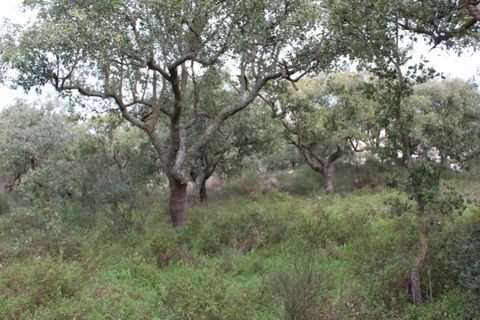 Helårsgrund i Borba, Evora, Borba - € 67.500 | Ref: ALT002/046/2026 - foto 8