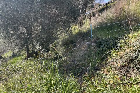 Terra a Gorbio, Alpes-Maritimes, Gorbio - € 265.000 | Ref: D15888 - foto 2