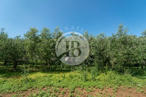 Villa i Rosignano Marittimo, Livorno, Rosignano Marittimo - € 690.000 | Ref: AI 2 - foto 19