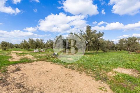 Villa a Crispiano, Taranto, Crispiano - € 3.500.000 | Ref: DA 133 - foto 46